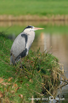 Grey Heron - Ardea cinerea - Blauwe Reiger 002