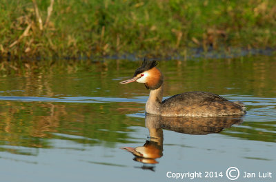 Great Creasted Grebe