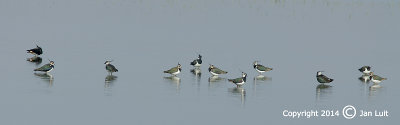 Northern Lapwing - Vanellus vanellus - Kievit 002