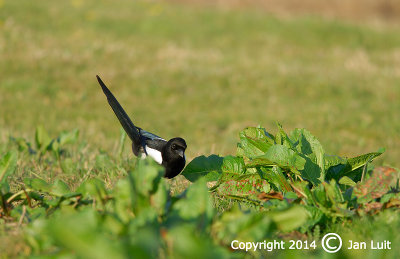 Eurasian Magpie - Pica  pica - Ekster 001