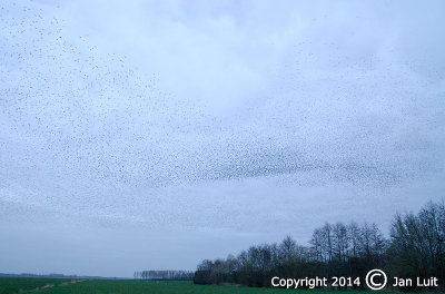 European Starling - Sturnus vulgaris - Spreeuw 004