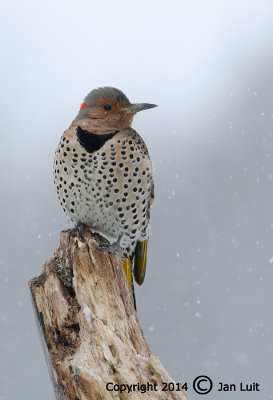 Northern Flicker - Colaptes auratus - Gouden Grondspecht 001