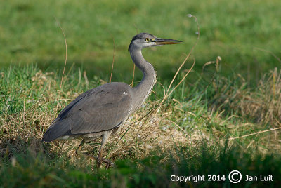 Grey Heron - Ardea cinerea - Blauwe Reiger 003