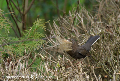 Common Blackbird - Turdus merula - Merel 001