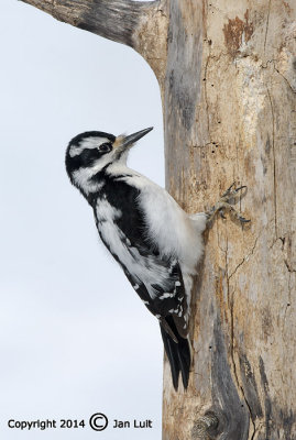Hairy Woodpecker - Picoides villosus - Haarspecht 004
