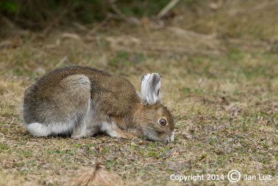 Snowshoe Hare - Lepus americanus- Amerikaanse Sneeuwhaas 009