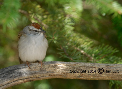Chipping Sparrow - Spizella passerina - Musgors 001