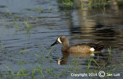 Blue-winged Teal - Anas discors - Blauwvleugeltaling 001