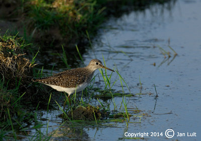 Solitary Sandpiper - Tringa solitaria - Amerikaanse Bosruiter 001