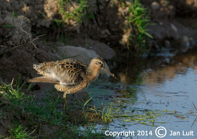 Short-billed Dowitcher