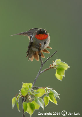 Ruby-throated Hummingbird - Archilochus colubris - Robijnkeelkolibrie 010