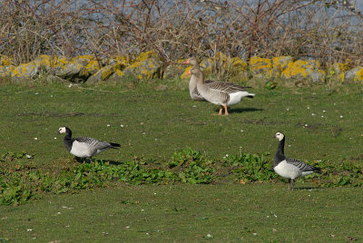 Barnacle Goose