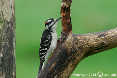 Hairy Woodpecker - Picoides villosus - Haarspecht 005