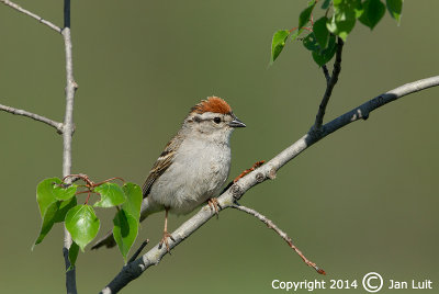 Chipping Sparrow - Spizella passerina - Musgors 002