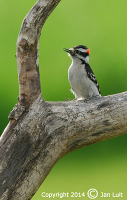 Downy Woodpecker - Picoides pubecens - Donsspecht 002