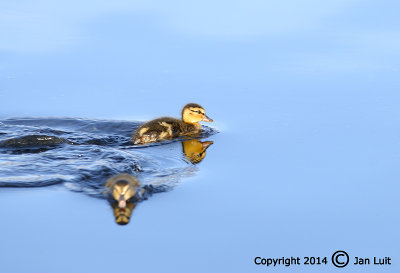 Mallard - Anas platyrhynchos - Wilde Eend 004