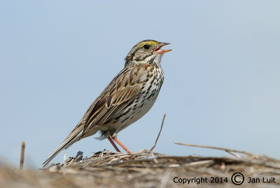 Savannah Sparrow - Passerculus sandwichensis - Savannahgors 003