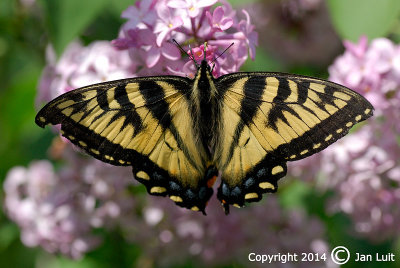 Tiger Swallowtail - Papilio glaucus 001