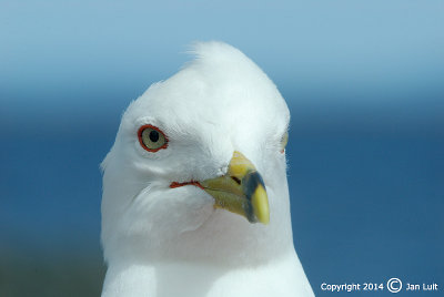 Ring-billed Gull - Larus delawarensis - Ringsnavelmeeuw 011