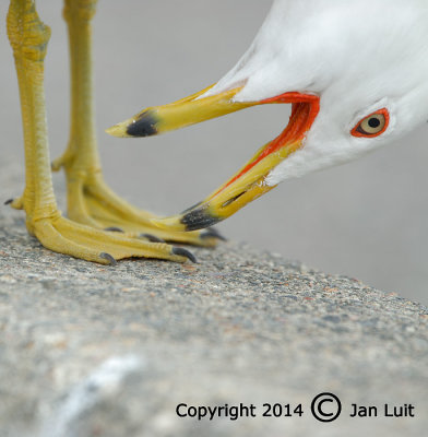 Ring-billed Gull - Larus delawarensis - Ringsnavelmeeuw 012