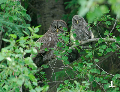 Great Gray Owl - Strix nebulosa - Laplanduil 041