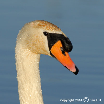 Mute Swan - Cygnus olor - Knobbelzwaan 002