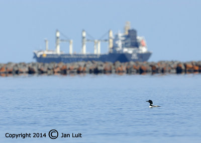 Great Northern Loon - Gavia immer - Iisduiker 001