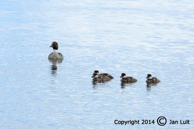 Common Goldeneye