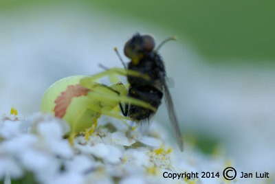 Goldenrod Crab Spider - Misumena vatia - Gewone Kameleonspin 003