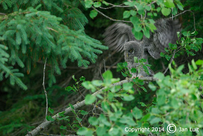 Great Gray Owl - Strix nebulosa - Laplanduil 047