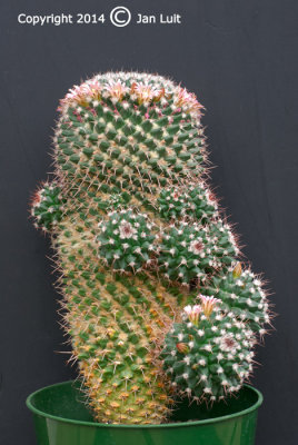 Mammillaria carnea 001