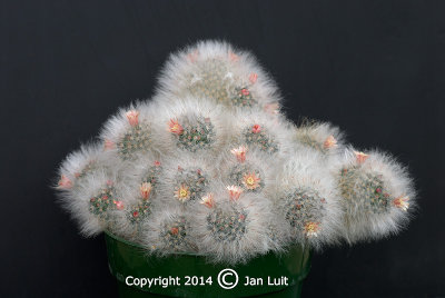 Mammillaria alba 001