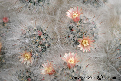 Mammillaria alba 002