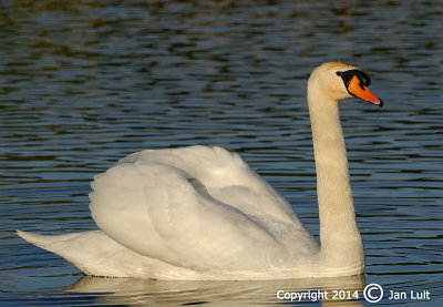 Mute Swan - Cygnus olor - Knobbelzwaan 003