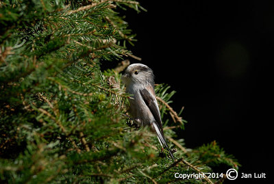 Long-tailed Tit - Aegithalos caudatus - Staartmees 002