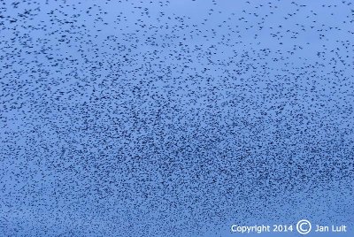 European Starling - Sturnus vulgaris - Spreeuw 009