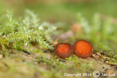 Eyelash Fungus - Scutellinia scutellata - Gewone Wimperzwam 001