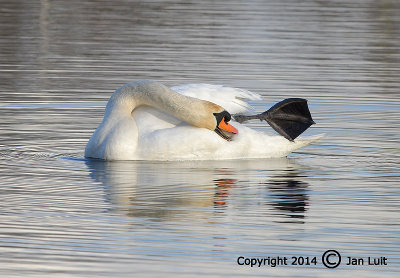 Mute Swan - Cygnus olor - Knobbelzwaan 006