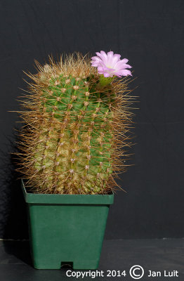 Acanthocalycium violaceum 003