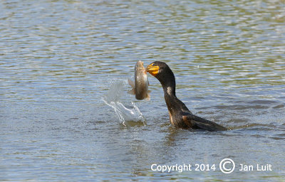 Double-crested Cormorant - Phalacrocorax auritus - Geoorde Aalscholver  005