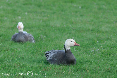 Snow Goose - Chen caerulescens - Sneeuwgans 003