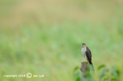 Sharp-shinned Hawk - Accipiter striatus - Amerikaanse Sperwer 003