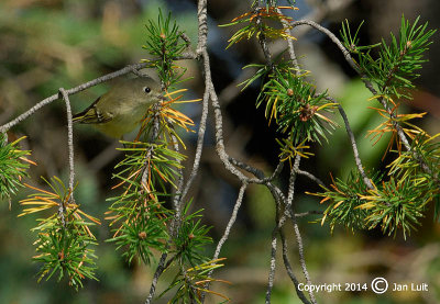 Ruby-crowned Kinglet