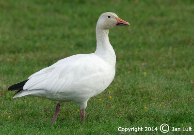 Snow Goose - Chen caerulescens - Sneeuwgans 004