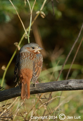 Fox Sparrow - Passerella iliaca - Roodstaartgors 002