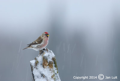 Common Redpoll - Carduelis flammea flammea - Grote Barmsijs 012