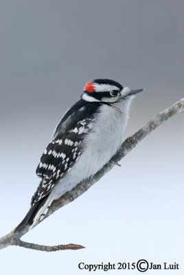 Downy Woodpecker - Picoides pubecens - Donsspecht 004