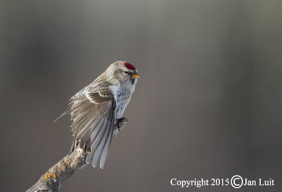 Common Redpoll - Carduelis flammea flammea - Grote Barmsijs