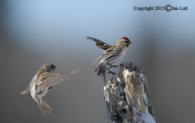 Common Redpoll - Carduelis flammea flammea - Grote Barmsijs 023