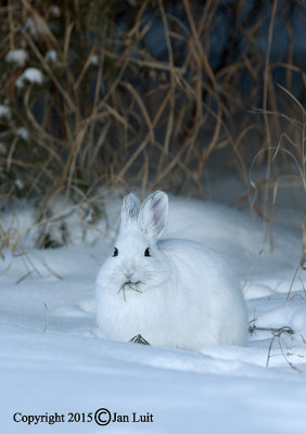 Snowshoe Hare - Lepus americanus- Amerikaanse Sneeuwhaas 011